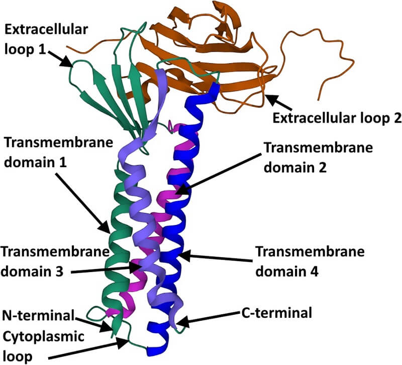 Model structure of claudin protein